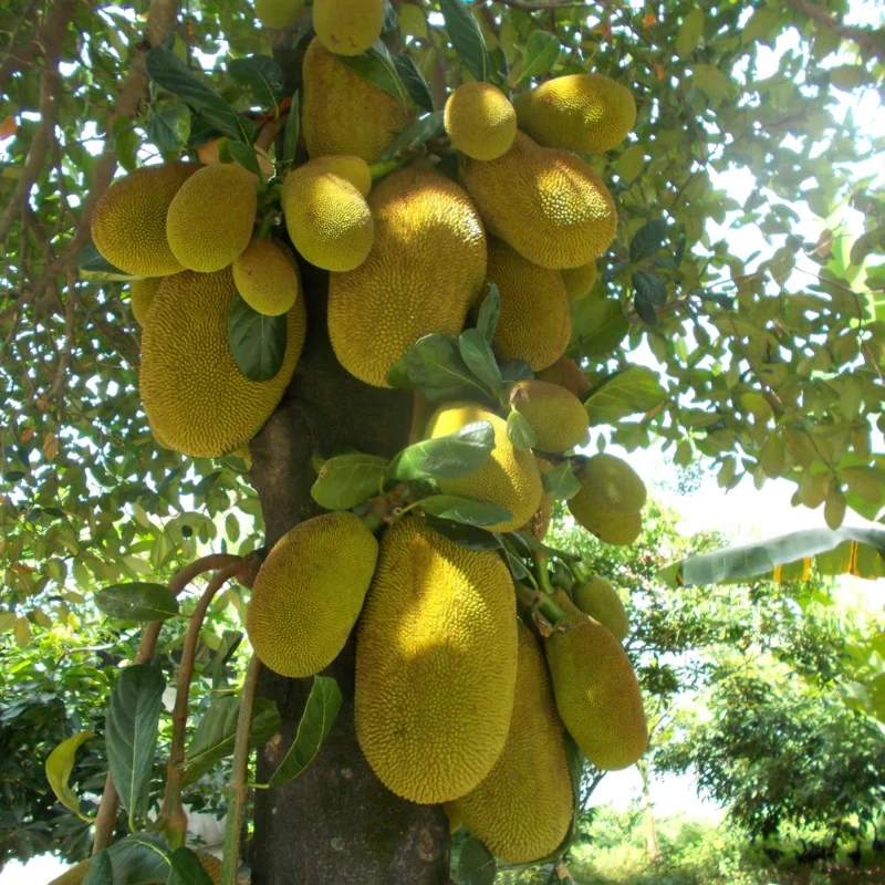 Jackfruit Tree Live Plant – 5-9 Inch Tall Tropical Fruit for Edible Garden - Image 2