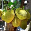 Jackfruit Tree Live Plant - Tropical Fruit Tree Seedling, 5-10 Inch, 4 Inch Pot - Image 1
