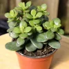 Jade Live Plant – Mini Succulent Houseplant – 2-inch Pot – Indoor - Image 1