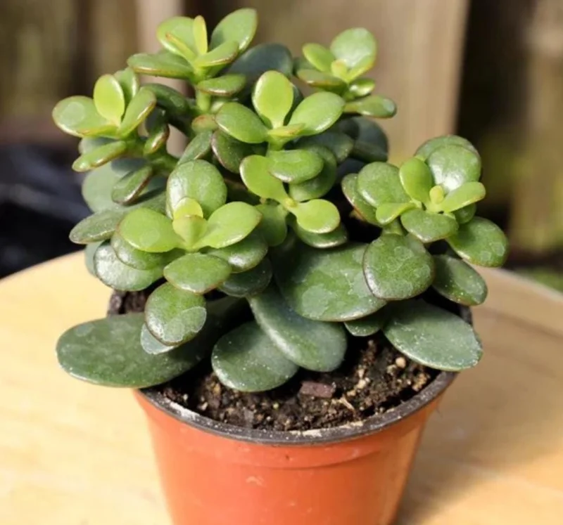 Jade Live Plant – Mini Succulent Houseplant – 2-inch Pot – Indoor - Image 1