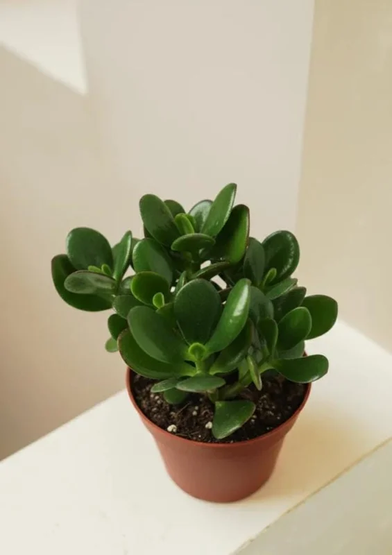 Jade Live Plant – Mini Succulent Houseplant – 2-inch Pot – Indoor - Image 2