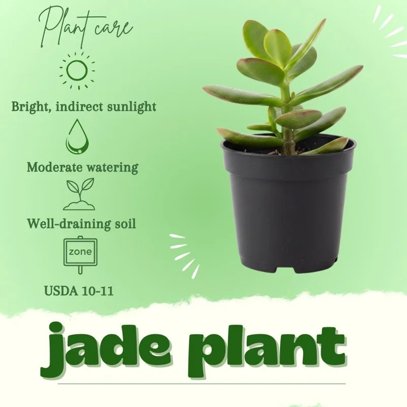 Jade Plant Live Succulent - 5 Inches Tall in 2 Inch Pot - Potted Houseplant - Image 2
