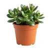 Jade Plant Live Succulent - 5 Inches Tall in 2 Inch Pot - Potted Houseplant - Image 1