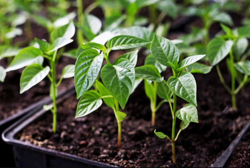 Jalapeno Live Plant - 2 Pack - Hot Pepper Plant for Outdoor Garden, 1-3 Inch Tall Jalapeno Live Plant - 2 Pack - Hot Pepper Plant for Outdoor Garden, 1-3 Inch Tall - Image 2