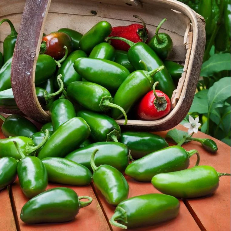 Jalapeno Live Plant - 2 Pack - Hot Pepper Plant for Outdoor Garden, 1-3 Inch Tall Jalapeno Live Plant - 2 Pack - Hot Pepper Plant for Outdoor Garden, 1-3 Inch Tall - Image 3