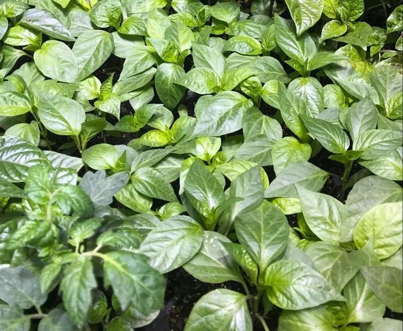 Jalapeno Live Plant - 2 Pack - Hot Pepper Plant for Outdoor Garden, 1-3 Inch Tall Jalapeno Live Plant - 2 Pack - Hot Pepper Plant for Outdoor Garden, 1-3 Inch Tall - Image 4