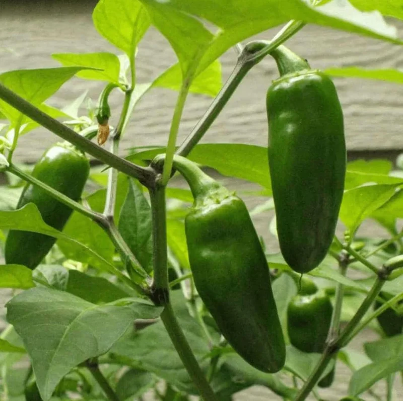 Jalapeno Live Plant - 2 Pack - Hot Pepper Plant for Outdoor Garden, 1-3 Inch Tall Jalapeno Live Plant - 2 Pack - Hot Pepper Plant for Outdoor Garden, 1-3 Inch Tall - Image 5