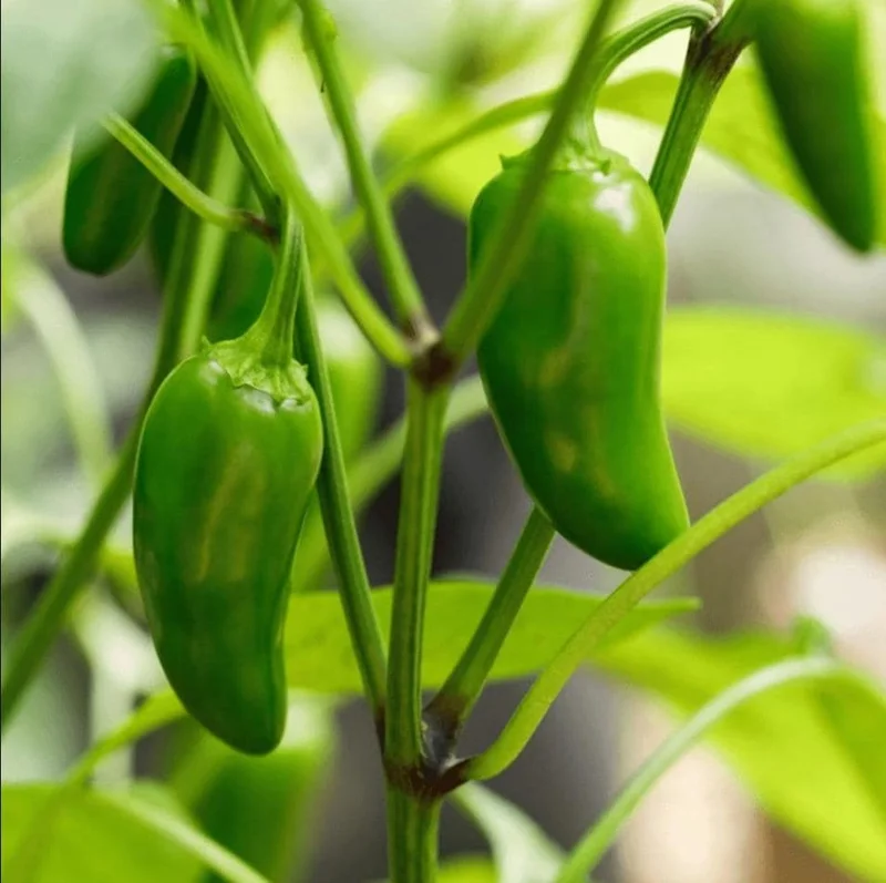 Jalapeno Live Plant - 2 Pack - Hot Pepper Plant for Outdoor Garden, 1-3 Inch Tall Jalapeno Live Plant - 2 Pack - Hot Pepper Plant for Outdoor Garden, 1-3 Inch Tall - Image 6