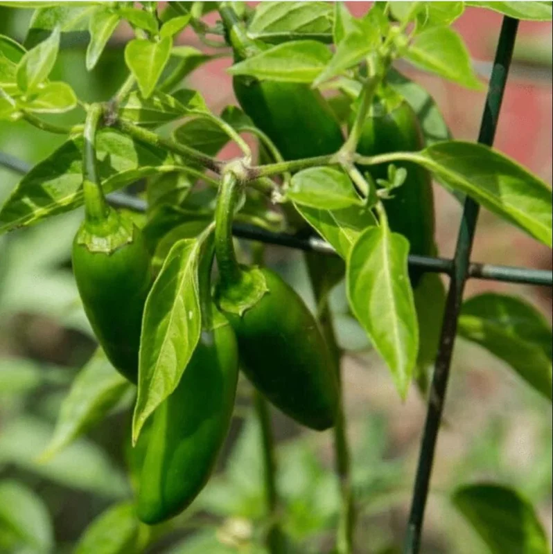 Jalapeno Live Plant - 2 Pack - Hot Pepper Plant for Outdoor Garden, 1-3 Inch Tall Jalapeno Live Plant - 2 Pack - Hot Pepper Plant for Outdoor Garden, 1-3 Inch Tall - Image 7