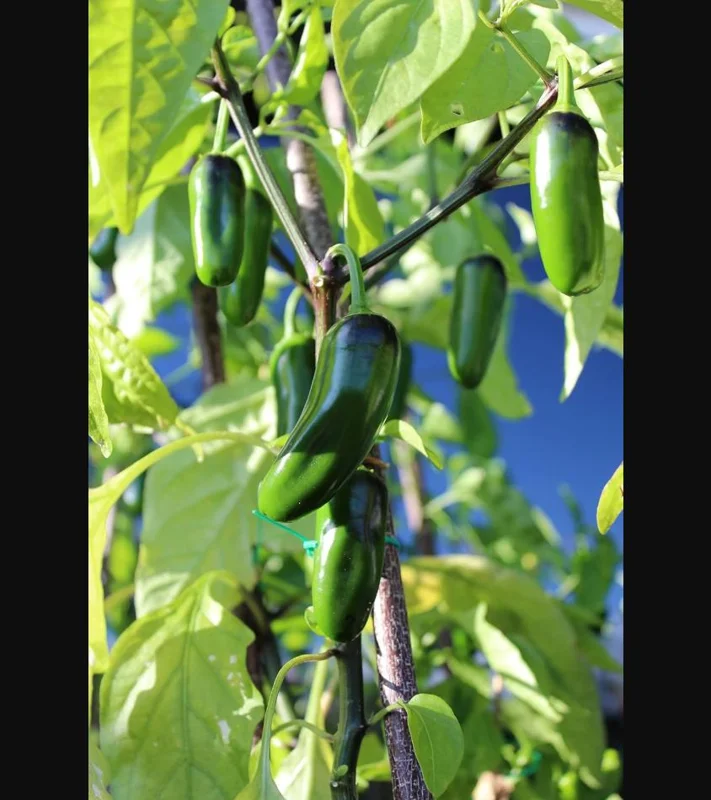 Jalapeno Live Plant - 2 Pack - Hot Pepper Plant for Outdoor Garden, 1-3 Inch Tall Jalapeno Live Plant - 2 Pack - Hot Pepper Plant for Outdoor Garden, 1-3 Inch Tall - Image 8