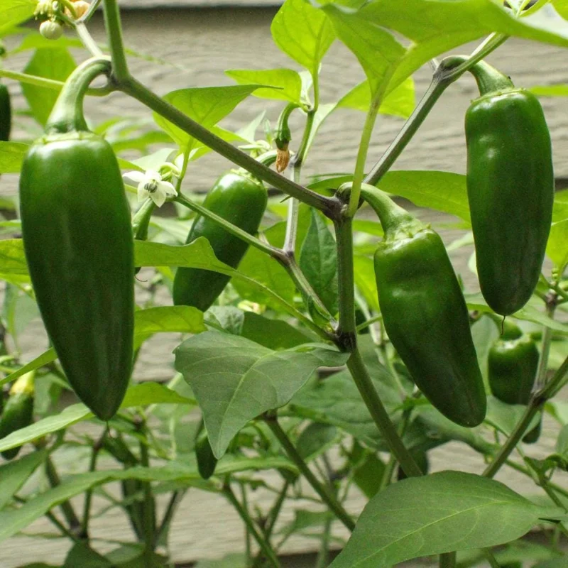 Jalapeno Pepper Live Plant – Hot Vegetable Starter – 4 Inch Pot Jalapeno Pepper Live Plant – Hot Vegetable Starter – 4 Inch Pot - Image 2