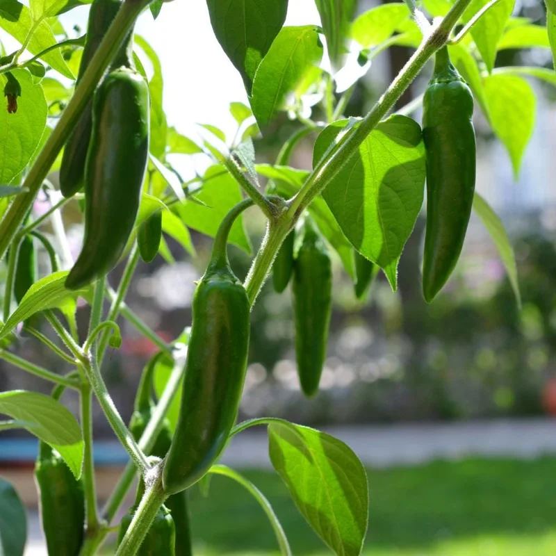Jalapeno Pepper Live Plant – Hot Vegetable Starter – 4 Inch Pot Jalapeno Pepper Live Plant – Hot Vegetable Starter – 4 Inch Pot - Image 5