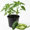 Jalapeno Pepper Live Plant – Hot Vegetable Starter – 4 Inch Pot - Image 1