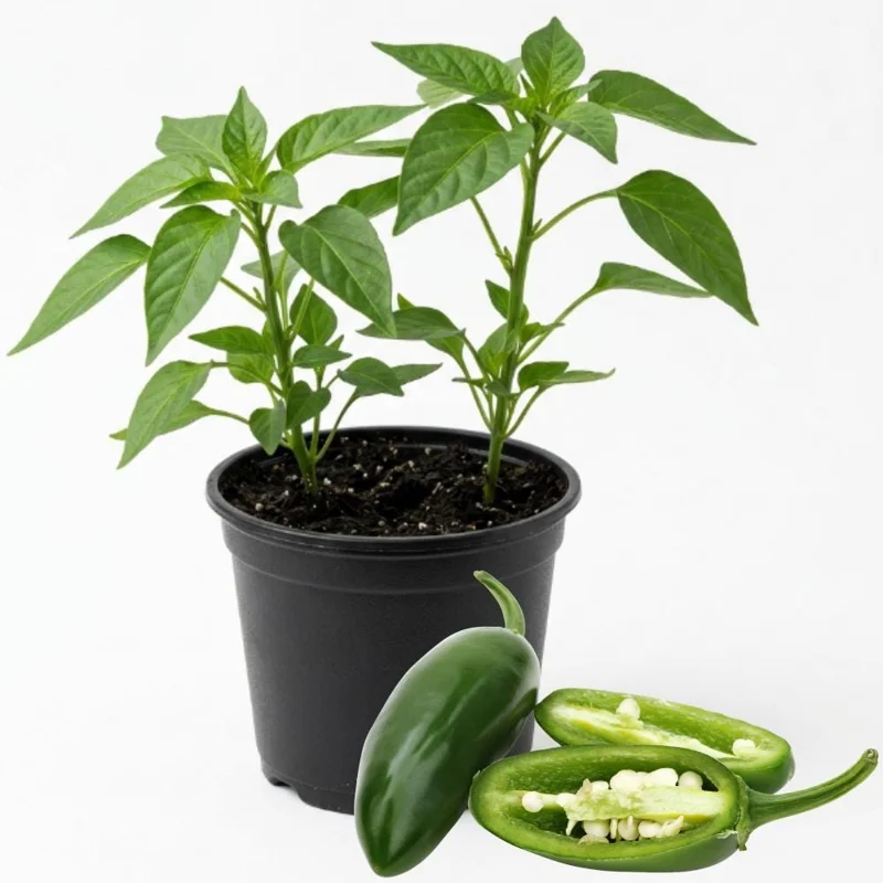 Jalapeno Pepper Live Plant – Hot Vegetable Starter – 4 Inch Pot Jalapeno Pepper Live Plant – Hot Vegetable Starter – 4 Inch Pot - Image 1