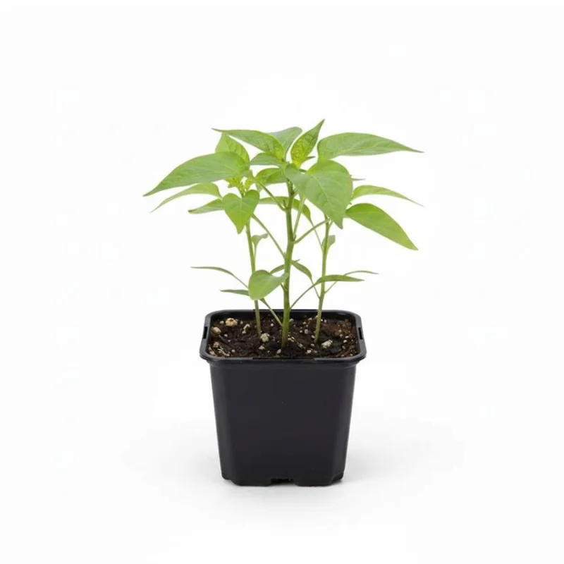 Jalapeno Pepper Live Plants - 3-Pack, 2-3 Inch Tall, Vegetable Garden Jalapeno Pepper Live Plants - 3-Pack, 2-3 Inch Tall, Vegetable Garden - Image 2