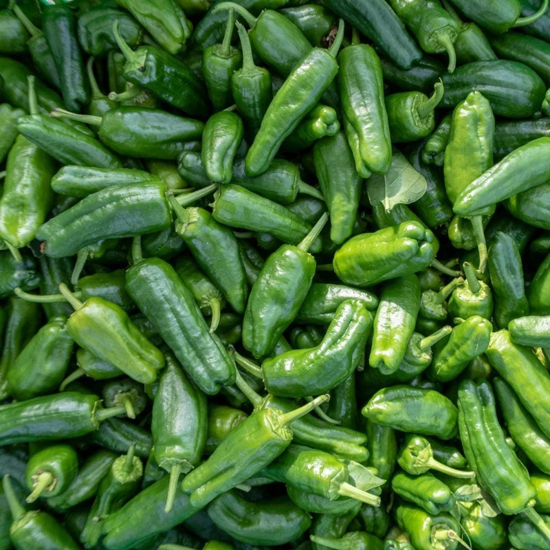 Jalapeno Pepper Live Plants - 3-Pack, 2-3 Inch Tall, Vegetable Garden Jalapeno Pepper Live Plants - 3-Pack, 2-3 Inch Tall, Vegetable Garden - Image 3