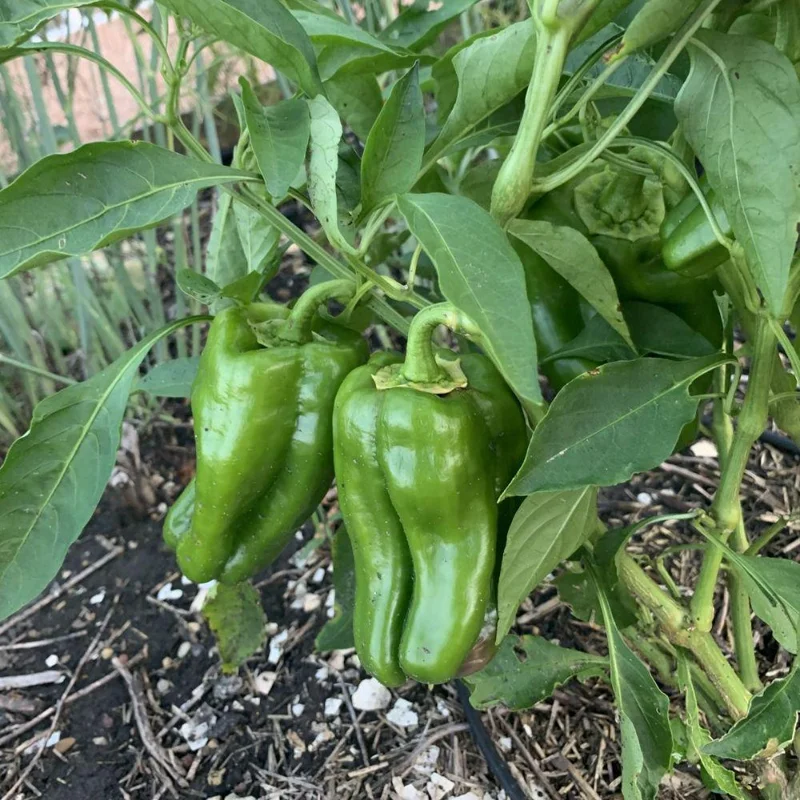 Jalapeno Pepper Live Plants - 3-Pack, 2-3 Inch Tall, Vegetable Garden Jalapeno Pepper Live Plants - 3-Pack, 2-3 Inch Tall, Vegetable Garden - Image 4