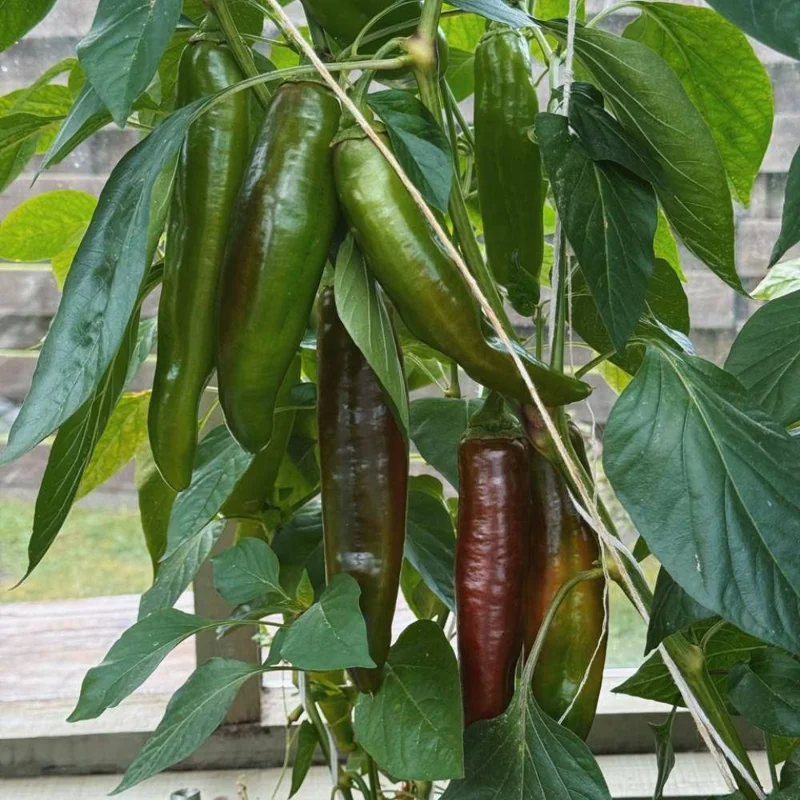 Jalapeno Pepper Live Plants - 3-Pack, 2-3 Inch Tall, Vegetable Garden Jalapeno Pepper Live Plants - 3-Pack, 2-3 Inch Tall, Vegetable Garden - Image 5