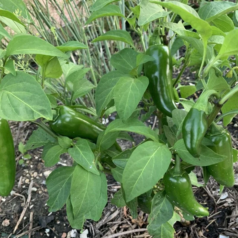 Jalapeno Pepper Live Plants - 3-Pack, 2-3 Inch Tall, Vegetable Garden Jalapeno Pepper Live Plants - 3-Pack, 2-3 Inch Tall, Vegetable Garden - Image 6