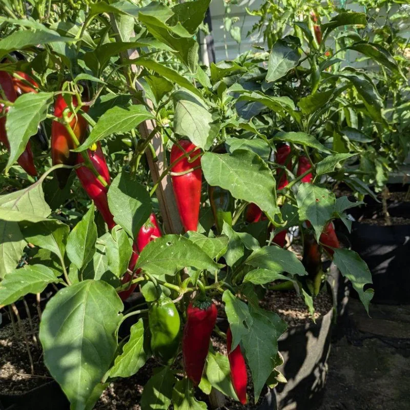 Jalapeno Pepper Live Plants - 3-Pack, 2-3 Inch Tall, Vegetable Garden Jalapeno Pepper Live Plants - 3-Pack, 2-3 Inch Tall, Vegetable Garden - Image 7