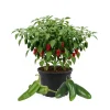 Jalapeno Pepper Live Plants - 3-Pack, 2-3 Inch Tall, Vegetable Garden - Image 1