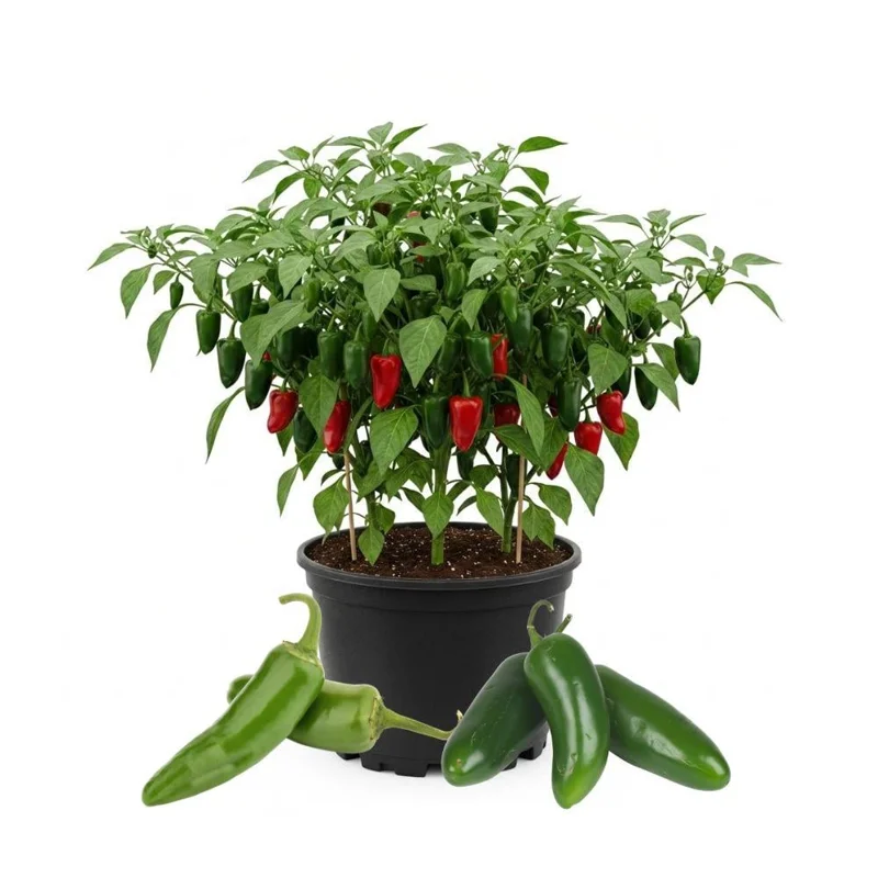 Jalapeno Pepper Live Plants - 3-Pack, 2-3 Inch Tall, Vegetable Garden Jalapeno Pepper Live Plants - 3-Pack, 2-3 Inch Tall, Vegetable Garden - Image 1