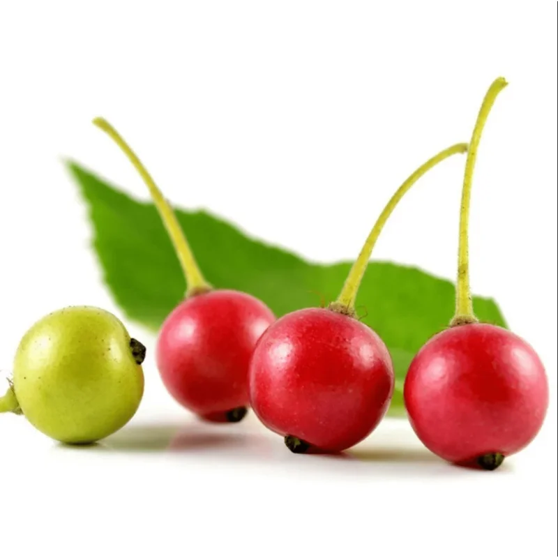 Jamaican Cherry Live Plant - Muntingia Calabura Tropical Fruit Tree 4-8 Inch Jamaican Cherry Live Plant - Muntingia Calabura Tropical Fruit Tree 4-8 Inch - Image 2