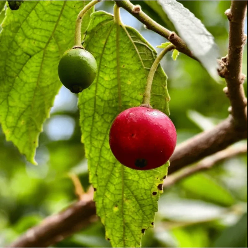 Jamaican Cherry Live Plant - Muntingia Calabura Tropical Fruit Tree 4-8 Inch Jamaican Cherry Live Plant - Muntingia Calabura Tropical Fruit Tree 4-8 Inch - Image 3
