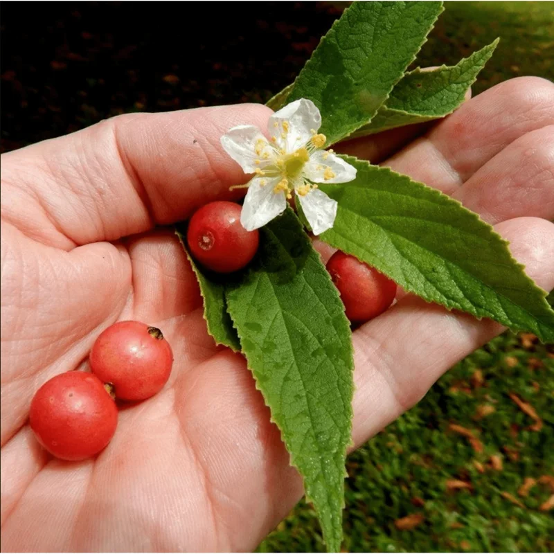 Jamaican Cherry Live Plant - Muntingia Calabura Tropical Fruit Tree 4-8 Inch Jamaican Cherry Live Plant - Muntingia Calabura Tropical Fruit Tree 4-8 Inch - Image 4