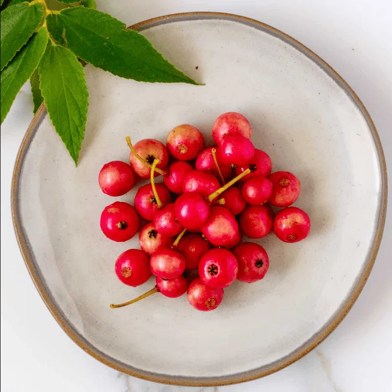 Jamaican Cherry Live Plant - Muntingia Calabura Tropical Fruit Tree 4-8 Inch Jamaican Cherry Live Plant - Muntingia Calabura Tropical Fruit Tree 4-8 Inch - Image 5