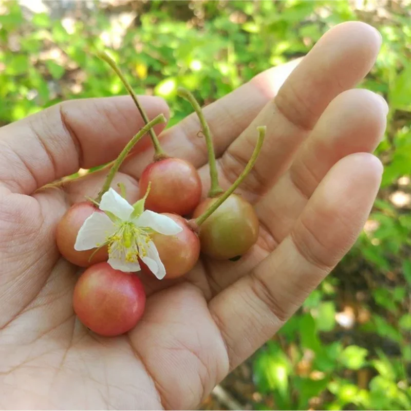 Jamaican Cherry Live Plant - Muntingia Calabura Tropical Fruit Tree 4-8 Inch Jamaican Cherry Live Plant - Muntingia Calabura Tropical Fruit Tree 4-8 Inch - Image 6