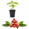 Jamaican Cherry Live Plant - Muntingia Calabura Tropical Fruit Tree 4-8 Inch - Image 1