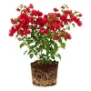Jamaican Red Bougainvillea Live Plant - Vibrant Flowering Vine, 4 Inches Tall - Image 1