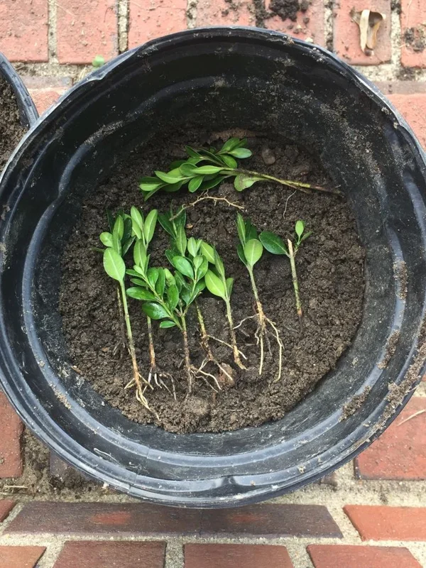 Japanese Boxwood Cuttings - Set of 12 Unrooted Green Bush Hedge Plants, Outdoor Japanese Boxwood Cuttings - Set of 12 Unrooted Green Bush Hedge Plants, Outdoor - Image 3