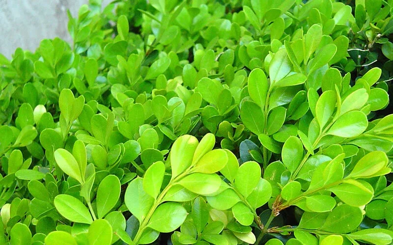 Japanese Boxwood Cuttings - Set of 12 Unrooted Green Bush Hedge Plants, Outdoor Japanese Boxwood Cuttings - Set of 12 Unrooted Green Bush Hedge Plants, Outdoor - Image 4
