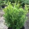 Japanese Boxwood Cuttings - Set of 12 Unrooted Green Bush Hedge Plants, Outdoor Japanese Boxwood Cuttings - Set of 12 Unrooted Green Bush Hedge Plants, Outdoor - Image 1