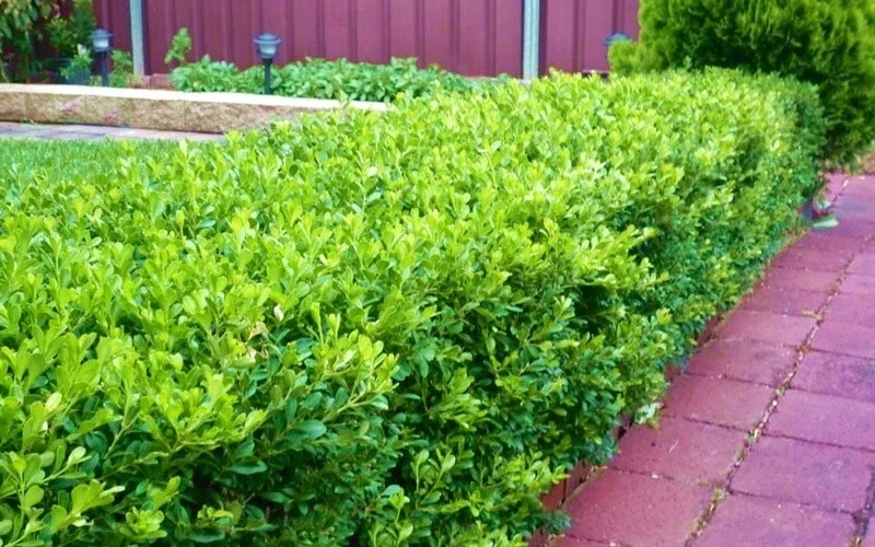 Japanese Boxwood Cuttings - Set of 12 Unrooted Green Bush Hedge Plants, Outdoor Japanese Boxwood Cuttings - Set of 12 Unrooted Green Bush Hedge Plants, Outdoor - Image 5