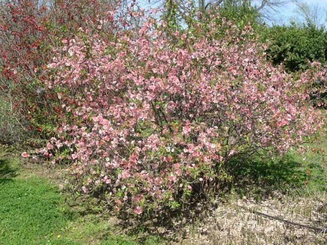 Japanese Flowering Quince 'Toyo Nishiki' Live Plant - 6+ Inches Bare Root Shrub Japanese Flowering Quince 'Toyo Nishiki' Live Plant - 6+ Inches Bare Root Shrub - Image 2