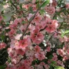 Japanese Flowering Quince 'Toyo Nishiki' Live Plant | Green, Pink, Red, White Blooms | 6+ Inches Bare Root Shrub - Image 1