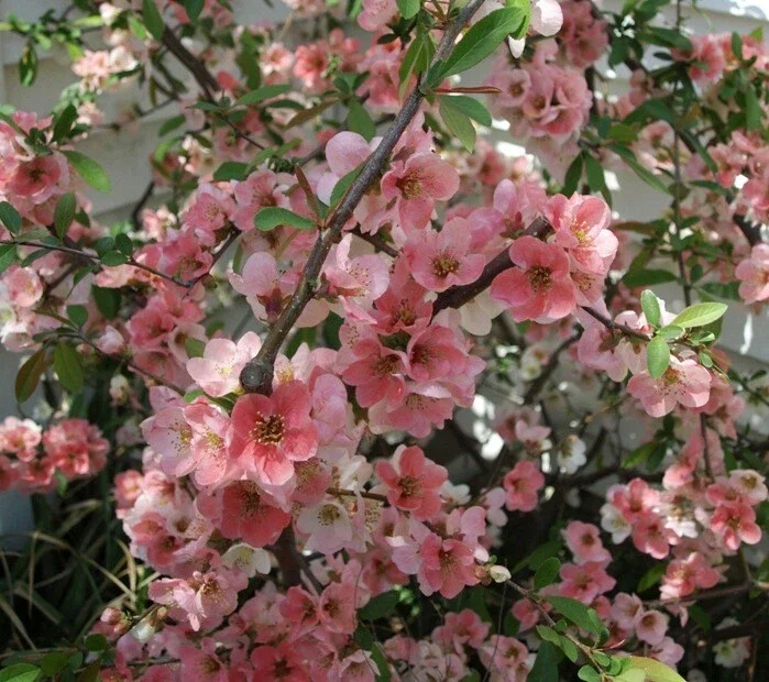 Japanese Flowering Quince 'Toyo Nishiki' Live Plant - 6+ Inches Bare Root Shrub Japanese Flowering Quince 'Toyo Nishiki' Live Plant - 6+ Inches Bare Root Shrub - Image 1