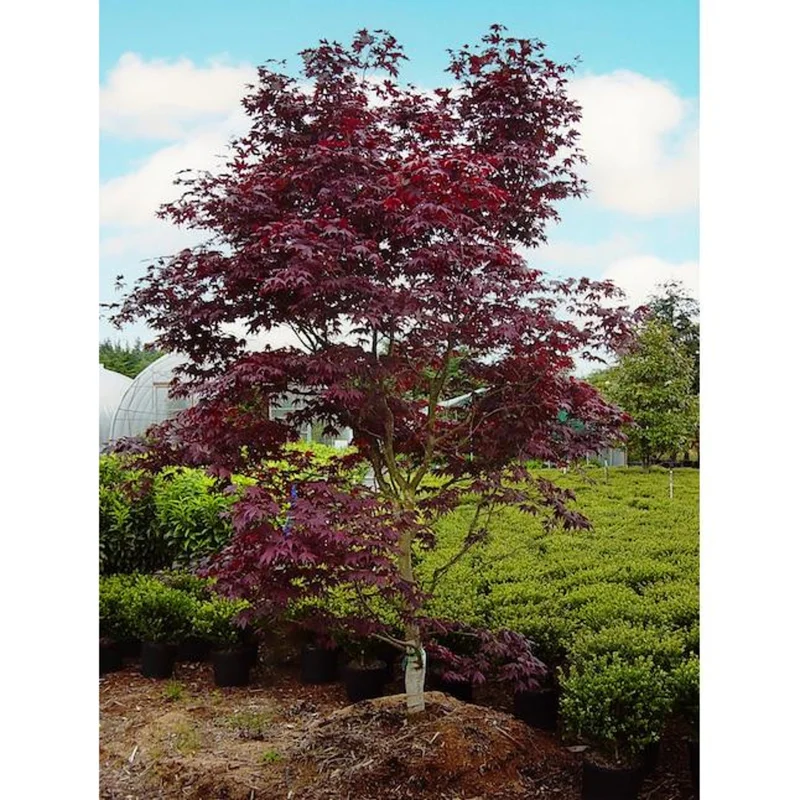 Japanese Red Maple Tree Live Plant 2-3 Ft Tall 3-Gallon Outdoor - Image 2