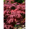 Japanese Red Maple Tree Live Plant 2-3 Ft Tall 3-Gallon Outdoor - Image 1