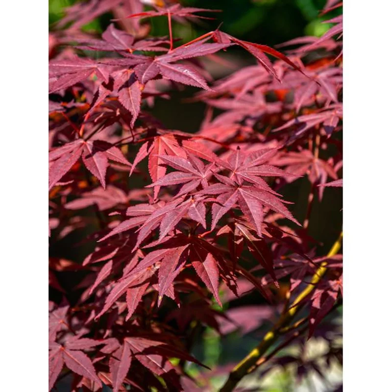 Japanese Red Maple Tree Live Plant 2-3 Ft Tall 3-Gallon Outdoor - Image 1