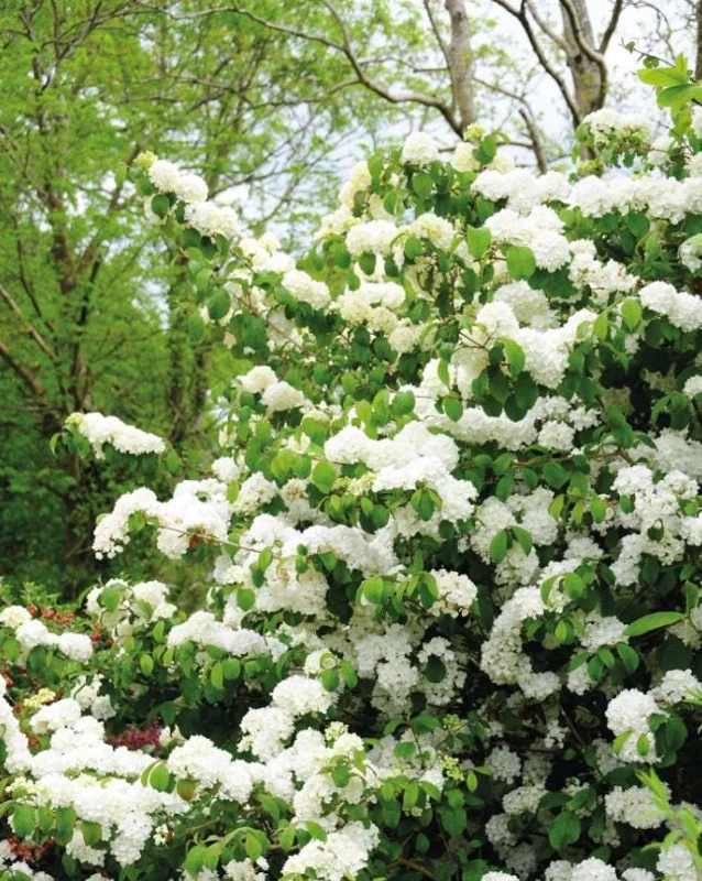 Japanese Snowball Viburnum Live Bare Root Plants - 6-12 Inch Tall, Outdoor Japanese Snowball Viburnum Live Bare Root Plants - 6-12 Inch Tall, Outdoor - Image 10