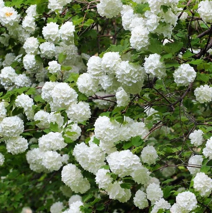 Japanese Snowball Viburnum Live Bare Root Plants - 6-12 Inch Tall, Outdoor Japanese Snowball Viburnum Live Bare Root Plants - 6-12 Inch Tall, Outdoor - Image 2