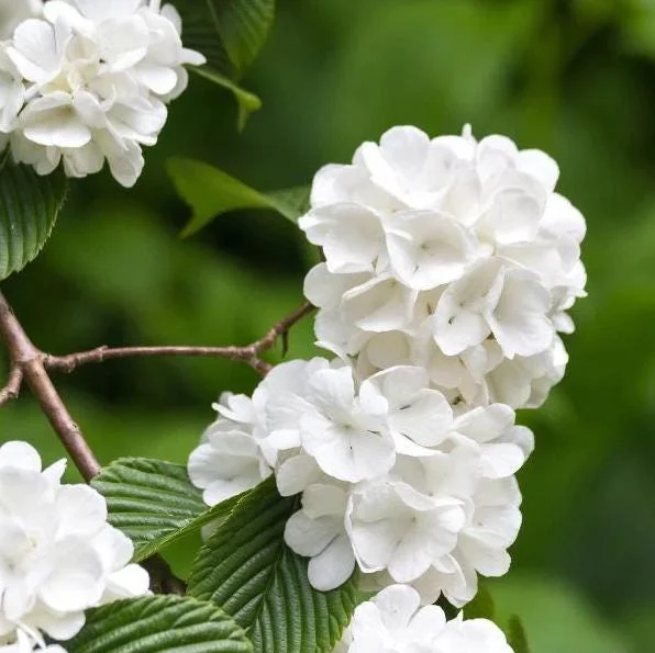 Japanese Snowball Viburnum Live Bare Root Plants - 6-12 Inch Tall, Outdoor Japanese Snowball Viburnum Live Bare Root Plants - 6-12 Inch Tall, Outdoor - Image 3