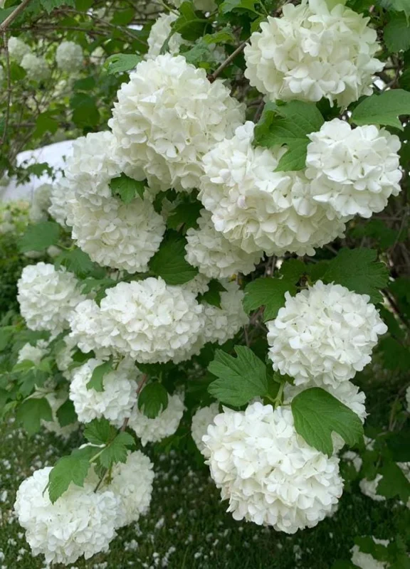 Japanese Snowball Viburnum Live Bare Root Plants - 6-12 Inch Tall, Outdoor Japanese Snowball Viburnum Live Bare Root Plants - 6-12 Inch Tall, Outdoor - Image 4