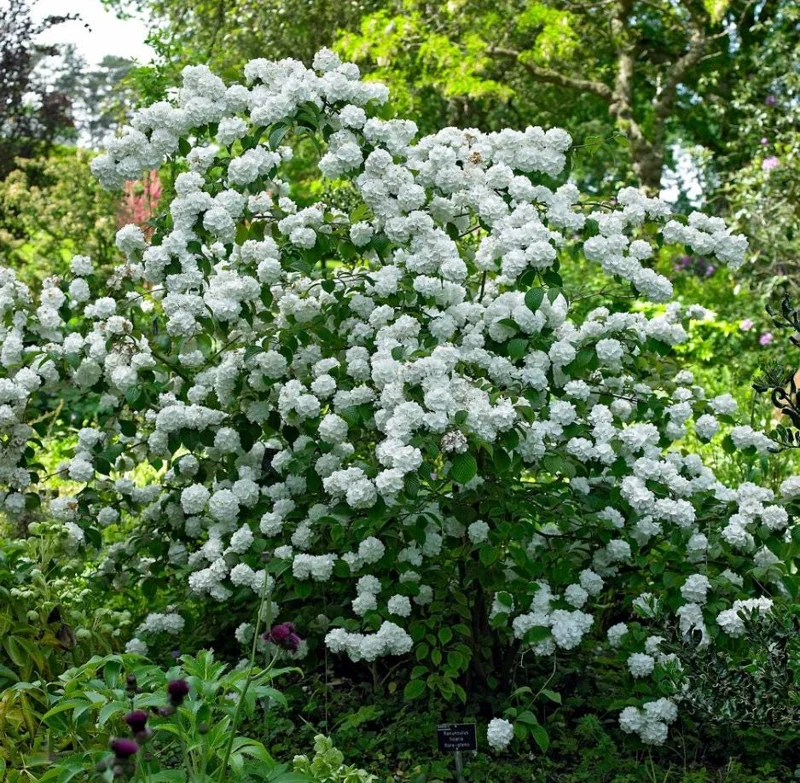 Japanese Snowball Viburnum Live Bare Root Plants - 6-12 Inch Tall, Outdoor Japanese Snowball Viburnum Live Bare Root Plants - 6-12 Inch Tall, Outdoor - Image 5