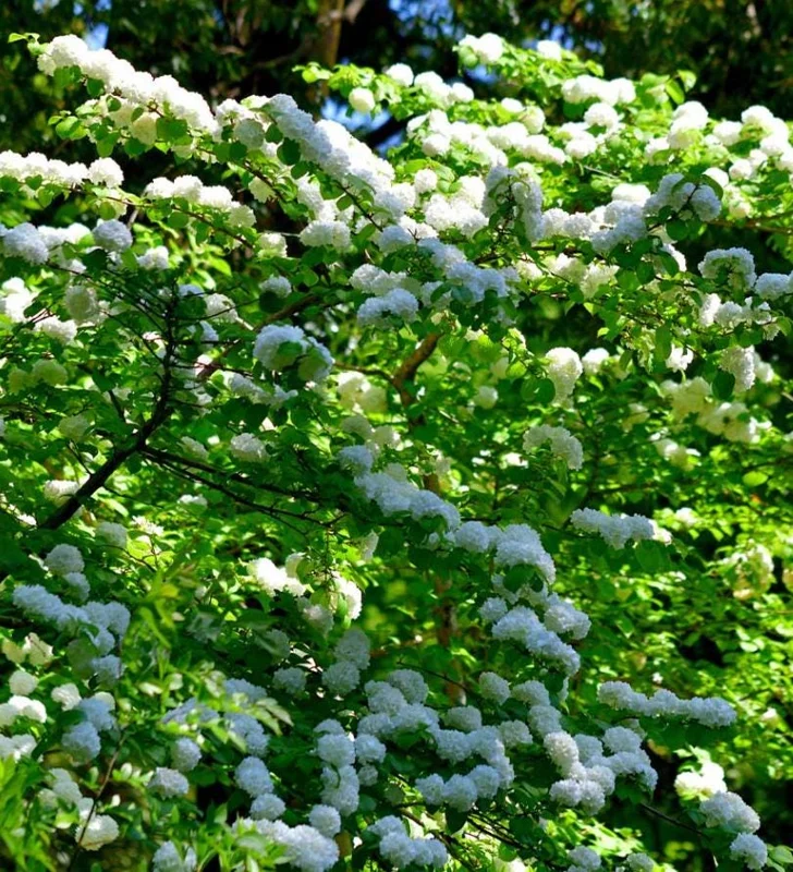 Japanese Snowball Viburnum Live Bare Root Plants - 6-12 Inch Tall, Outdoor Japanese Snowball Viburnum Live Bare Root Plants - 6-12 Inch Tall, Outdoor - Image 6