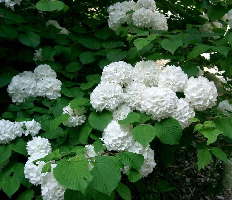 Japanese Snowball Viburnum Live Bare Root Plants - 6-12 Inch Tall, Outdoor Japanese Snowball Viburnum Live Bare Root Plants - 6-12 Inch Tall, Outdoor - Image 7